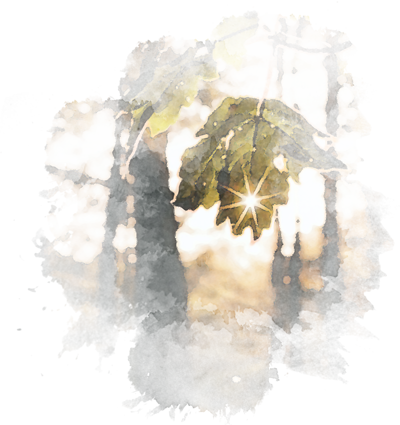 Schweiz. Verband der Bestattungsdienste Die Sonne scheint durch ein Blatt im Wald.