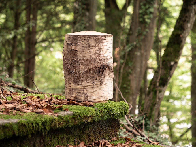 Stamm Holz Urne - Bestattungsdienst Drei Tannen AG - Neuhardstrasse 28 - 4600 Olten - Solothurn